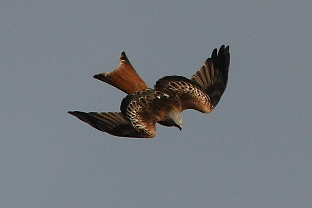 Red Kite Diving