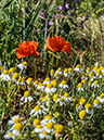 Daisies and Poppies