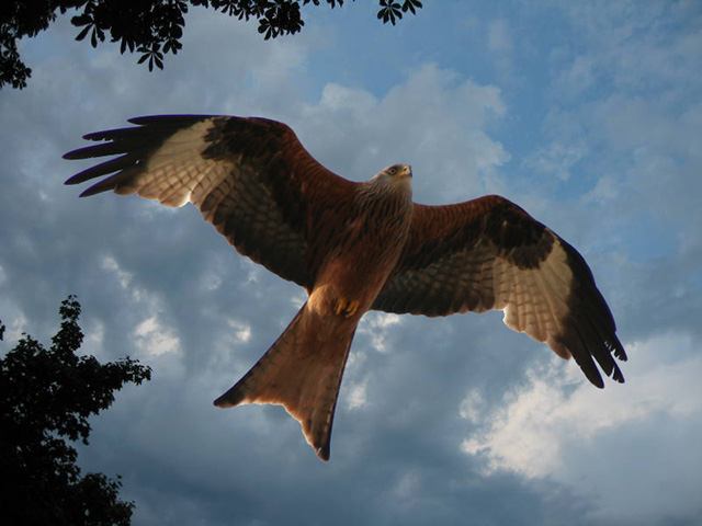 Red Kite New Sky